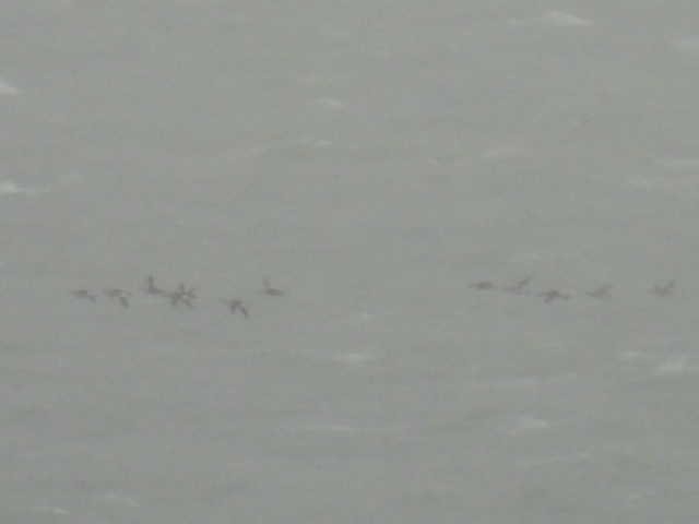 Pink-footed Goose - ML642886437