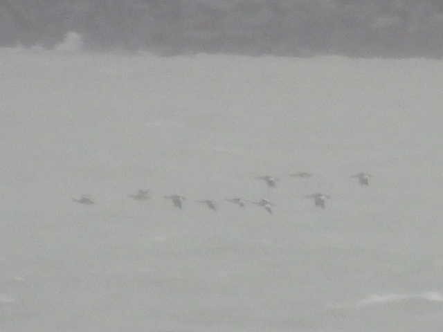 Pink-footed Goose - ML642886438