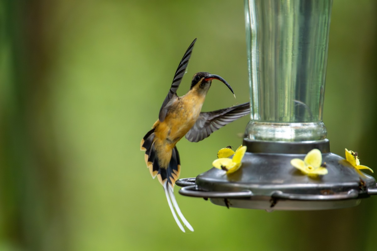 Tawny-bellied Hermit - ML642886442