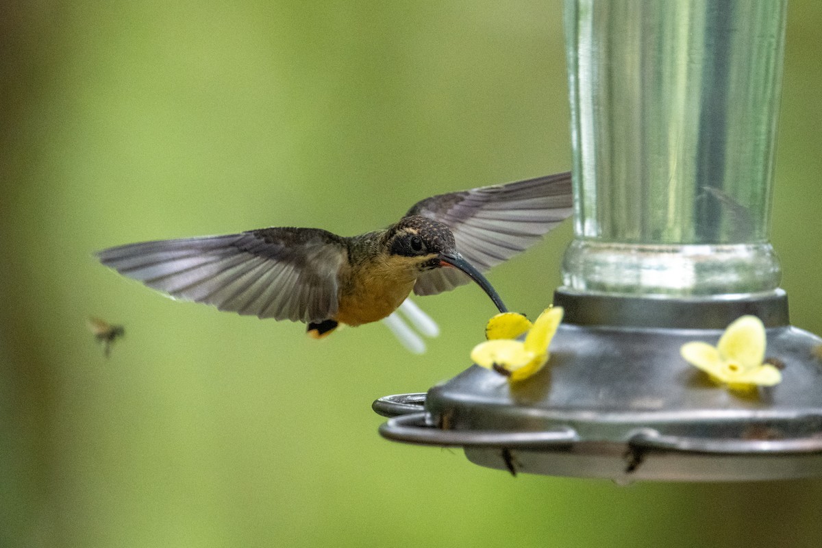 Tawny-bellied Hermit - ML642886443