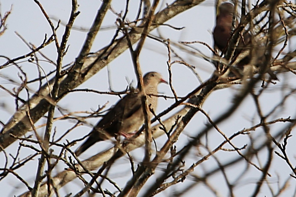 Common Ground Dove - ML642886453
