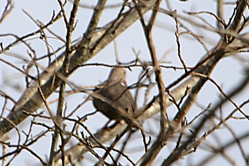 Common Ground Dove - ML642886454