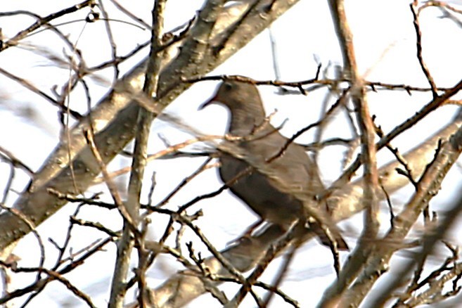Common Ground Dove - ML642886455