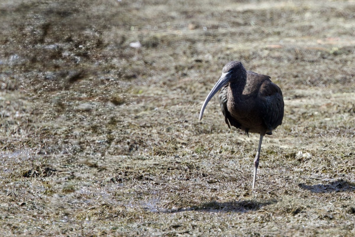 Glossy Ibis - ML642886456