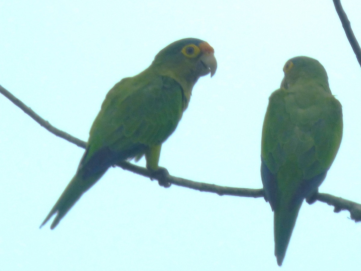 メキシコインコ - ML642886464