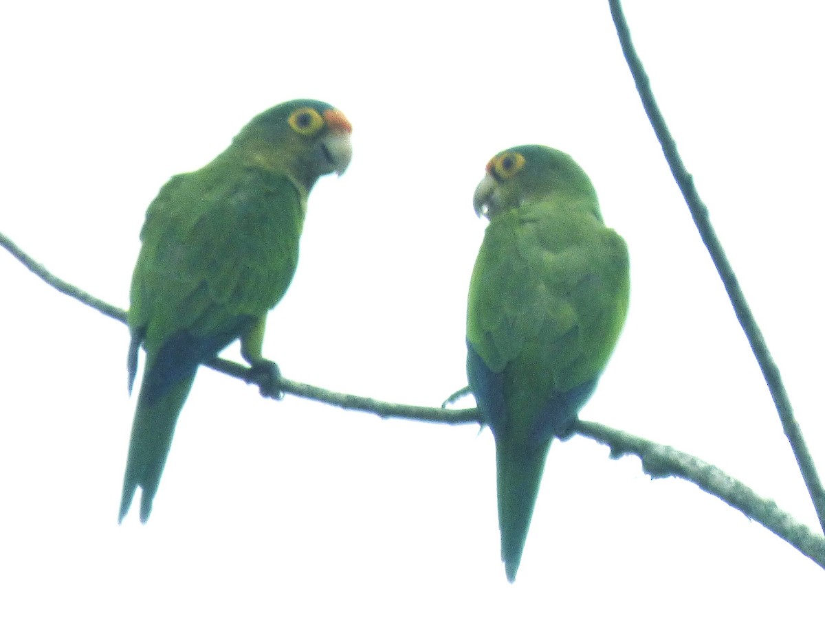 メキシコインコ - ML642886465