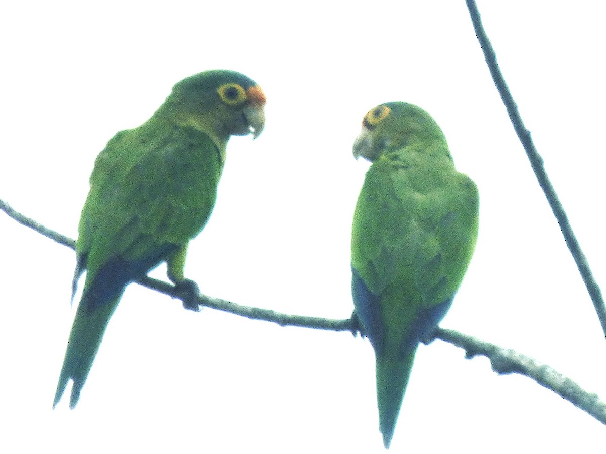 メキシコインコ - ML642886466