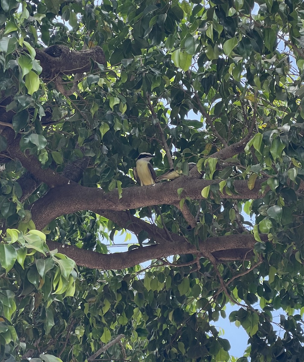 Great Kiskadee - ML642886467
