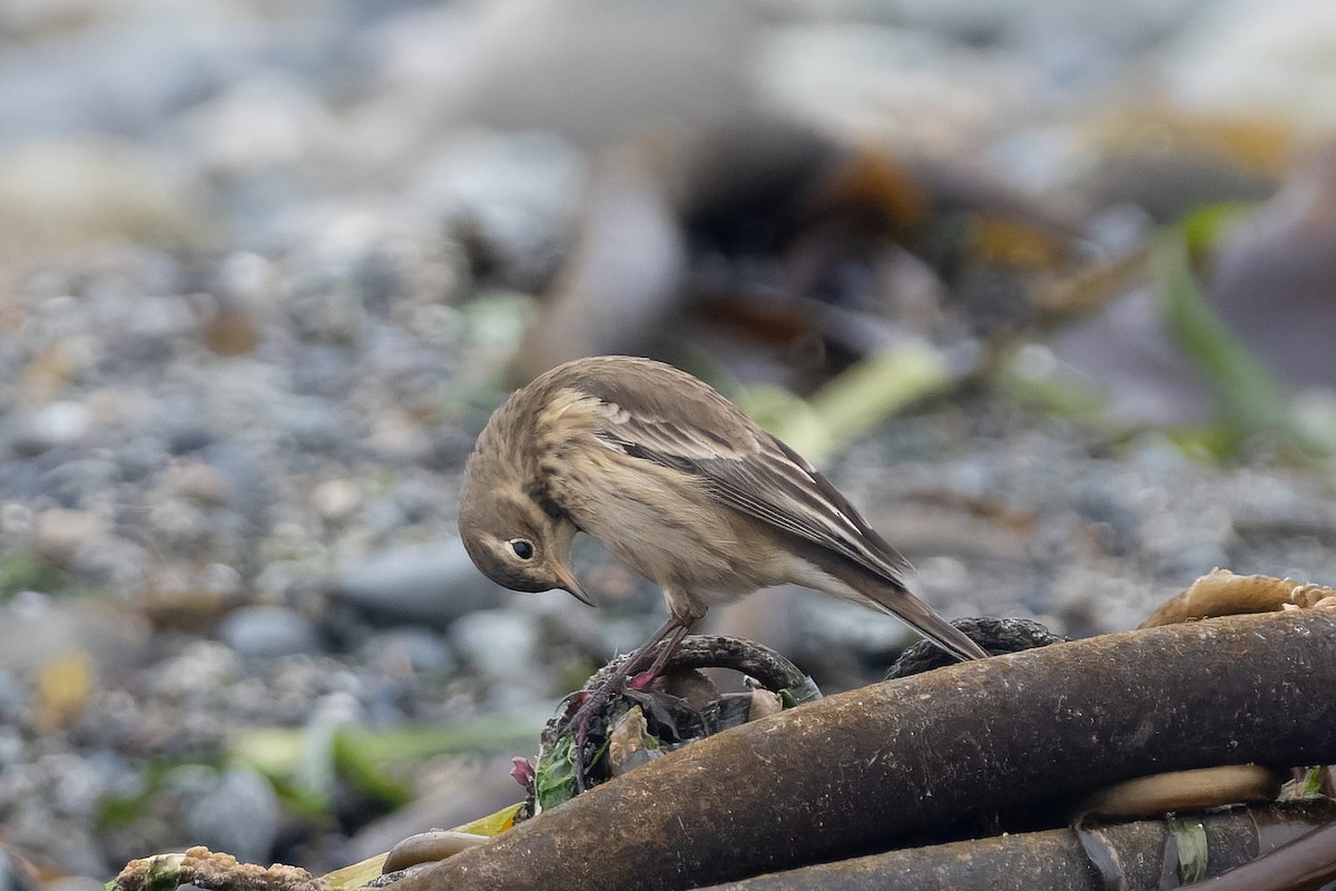 Pipit d'Amérique - ML642886473