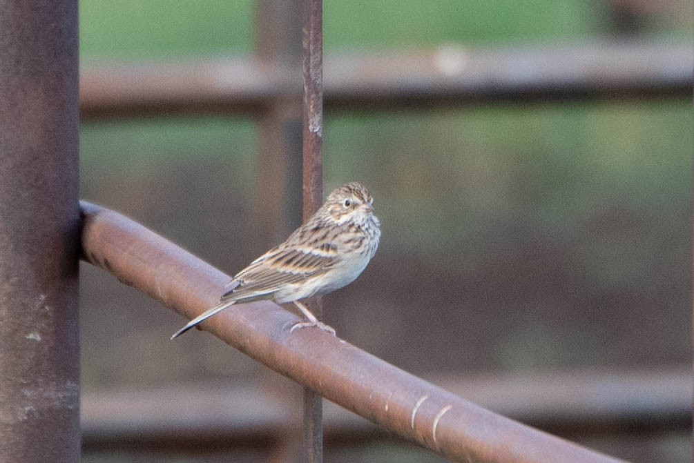 Vesper Sparrow - ML642886474