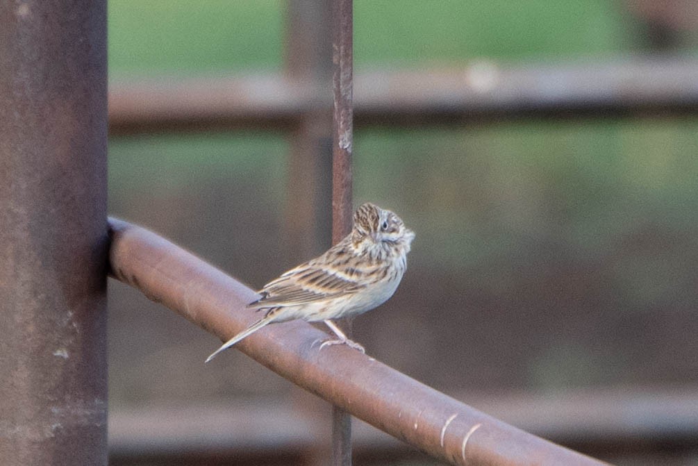 Vesper Sparrow - ML642886475
