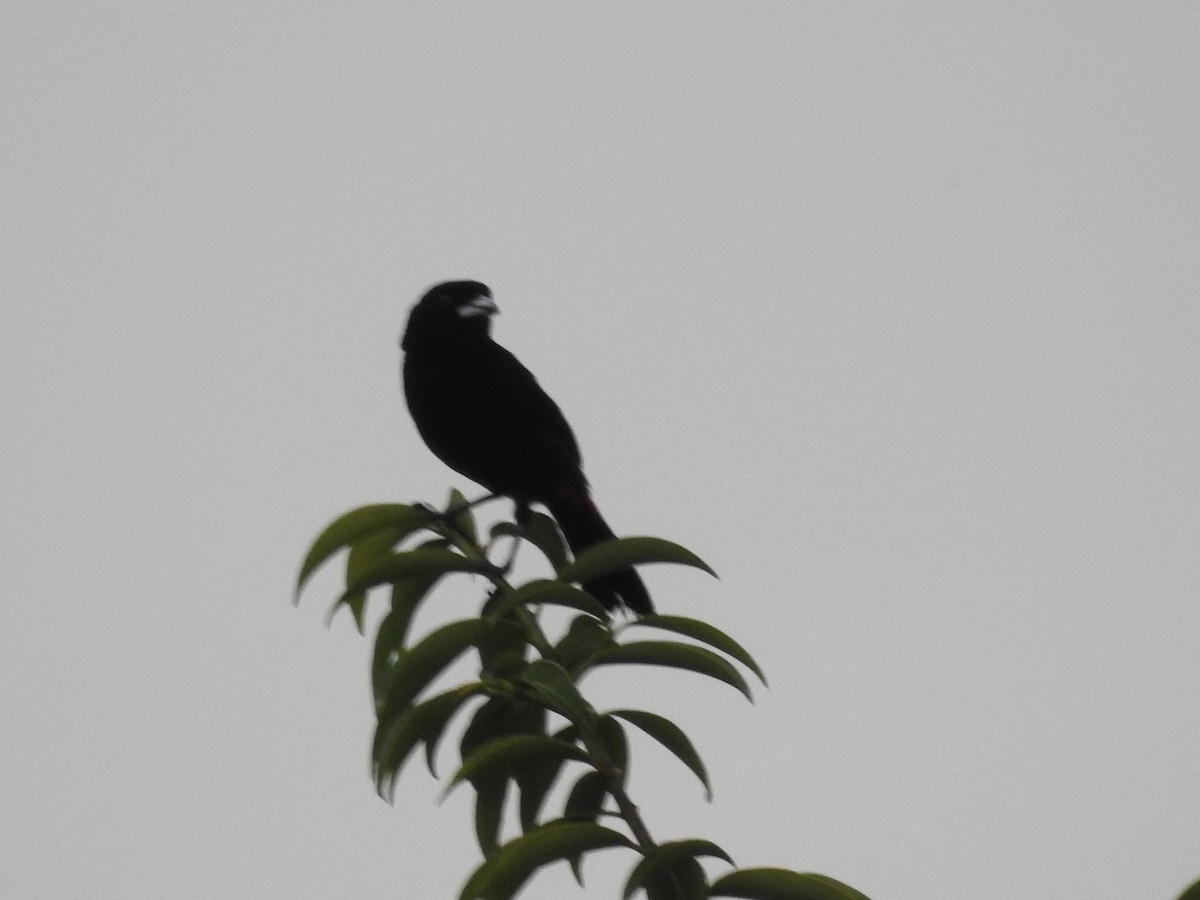 Scarlet-rumped Tanager - ML642886480