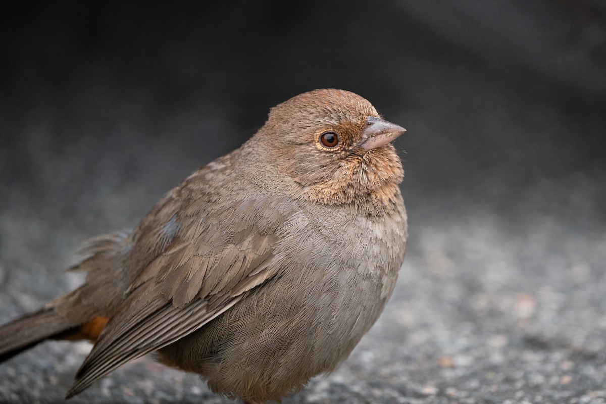 California Towhee - ML642886481