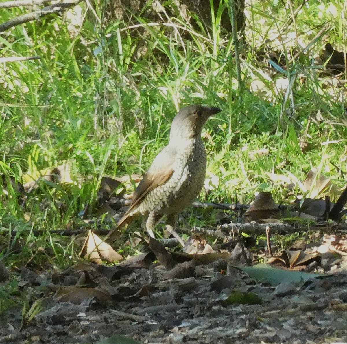 Satin Bowerbird - ML642886482
