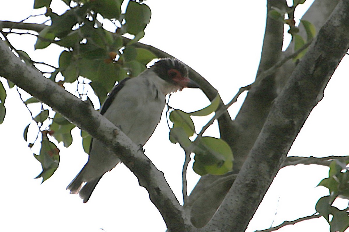 Masked Tityra - ML642886486