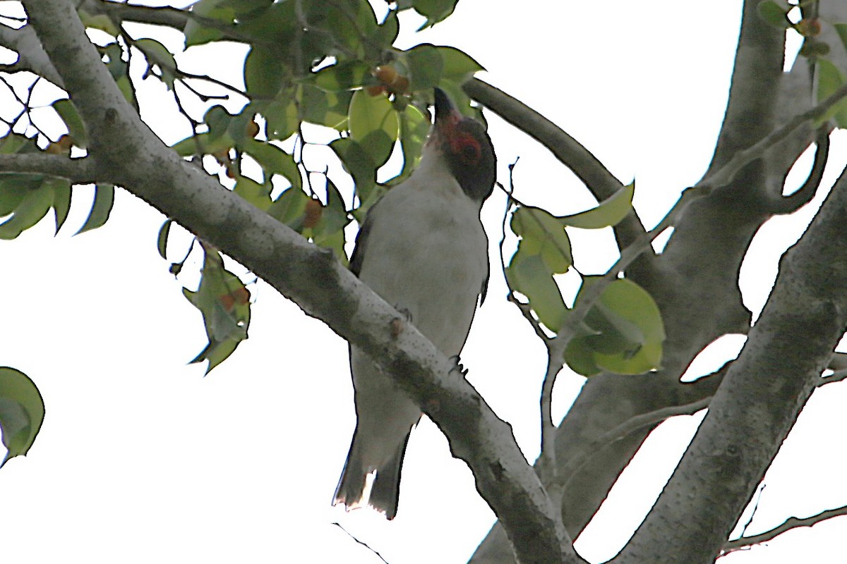 Masked Tityra - ML642886487