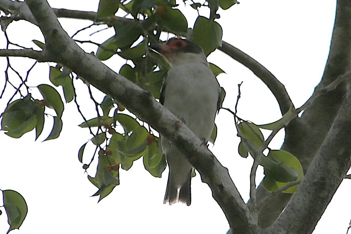 Masked Tityra - ML642886488