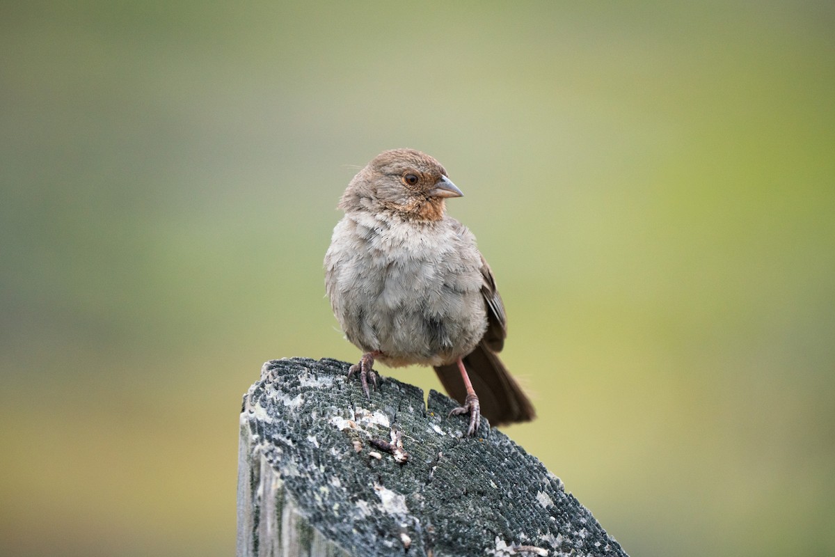 California Towhee - ML642886511