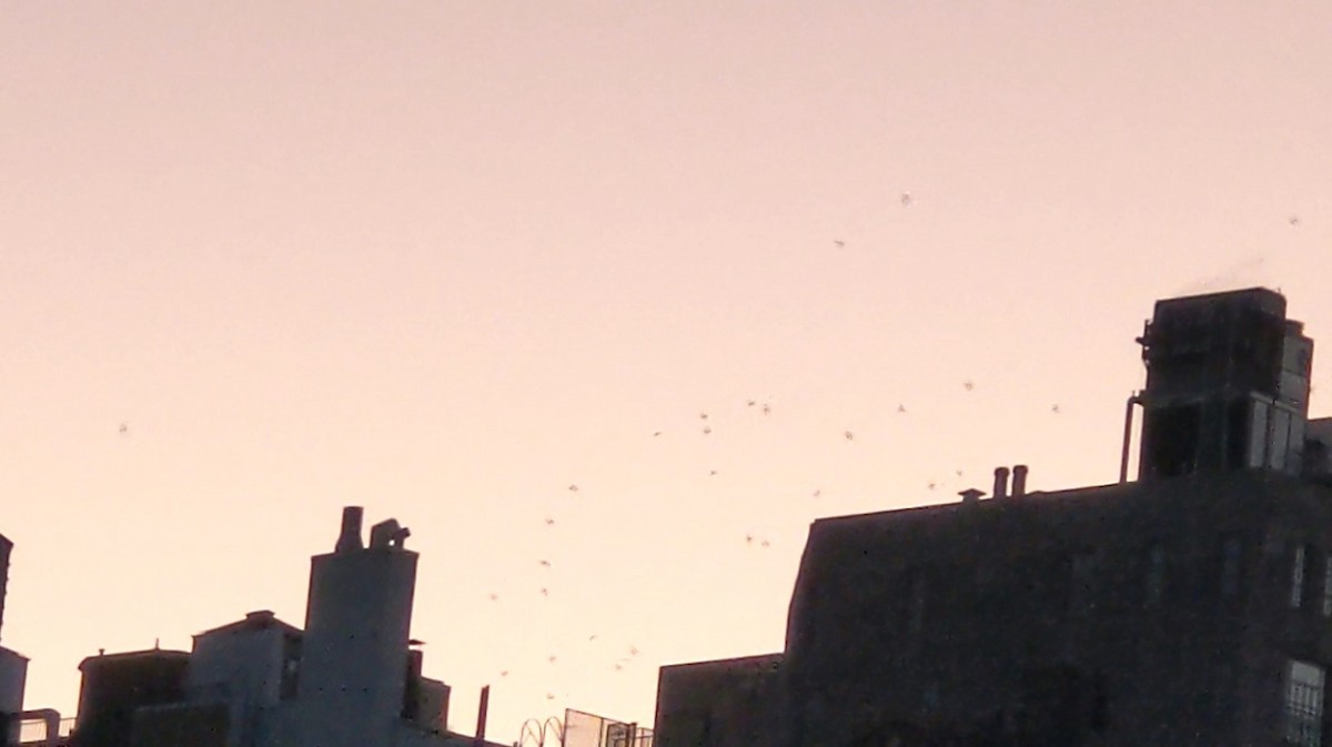 Chimney Swift - ML642886514