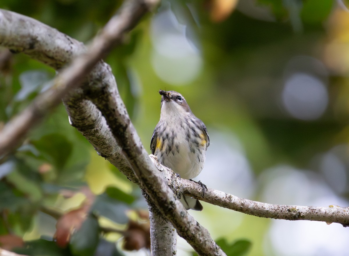 Yellow-rumped Warbler (Myrtle) - ML642886515