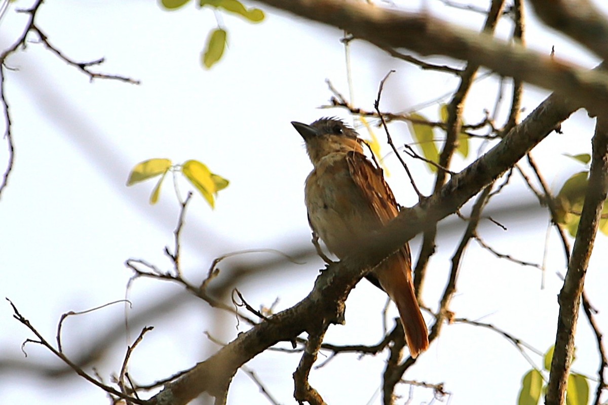 Rose-throated Becard - ML642886516