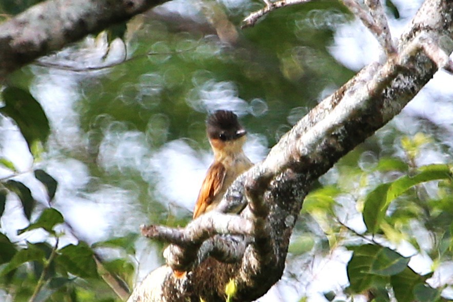 Rose-throated Becard - ML642886517