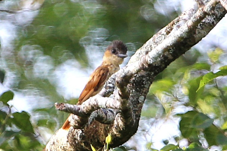 Rose-throated Becard - ML642886518