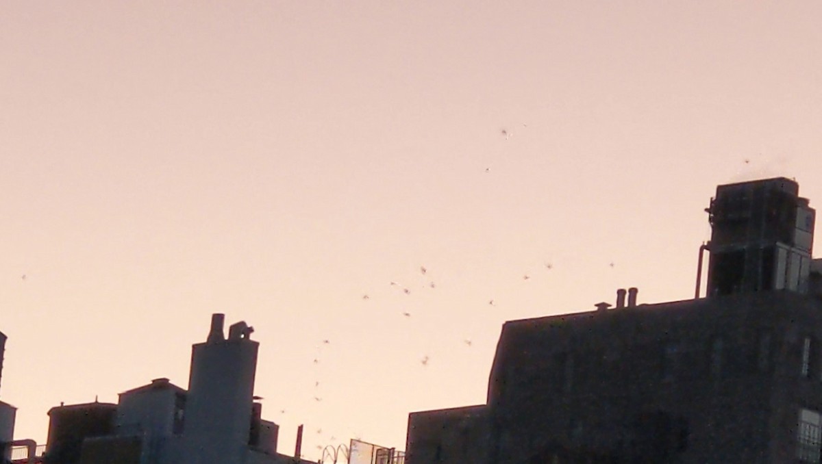 Chimney Swift - ML642886522