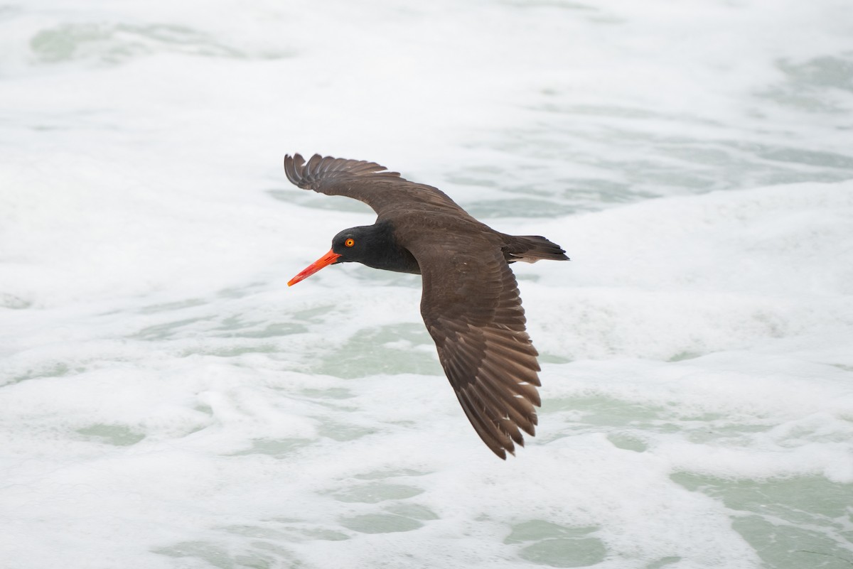 Black Oystercatcher - ML642886525