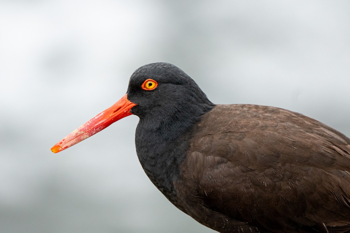 Black Oystercatcher - ML642886526
