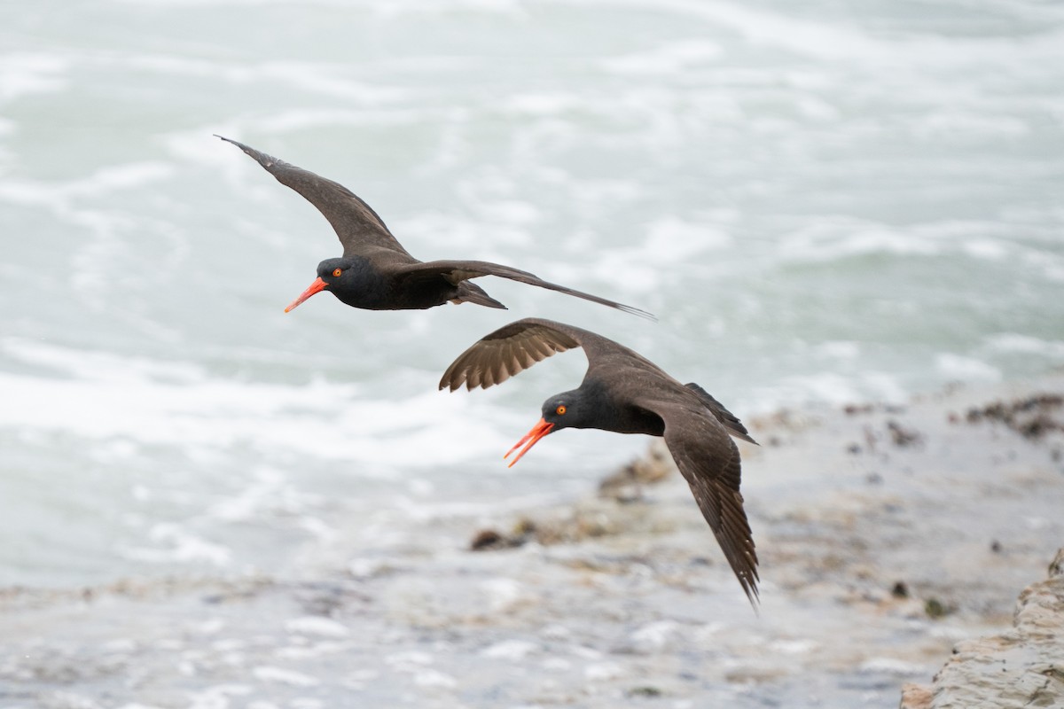 Black Oystercatcher - ML642886527