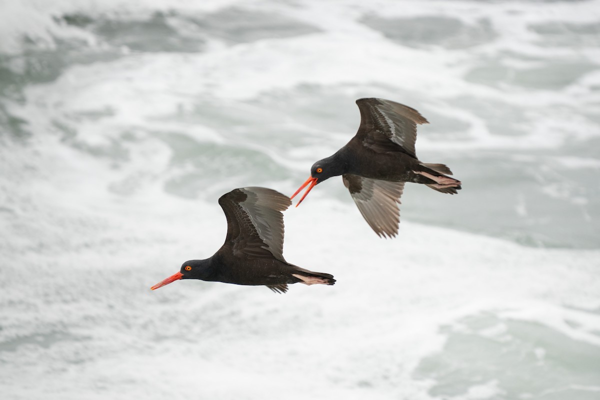 Black Oystercatcher - ML642886528