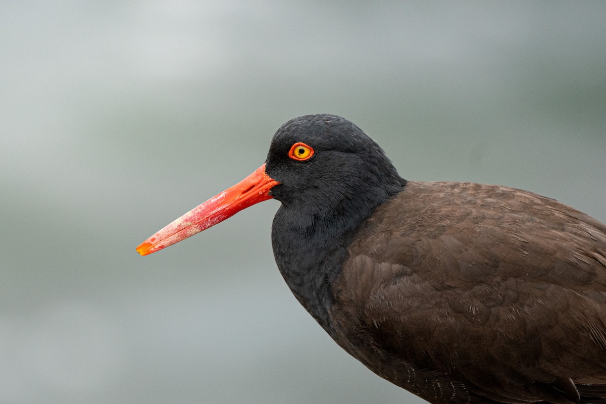 Black Oystercatcher - ML642886529
