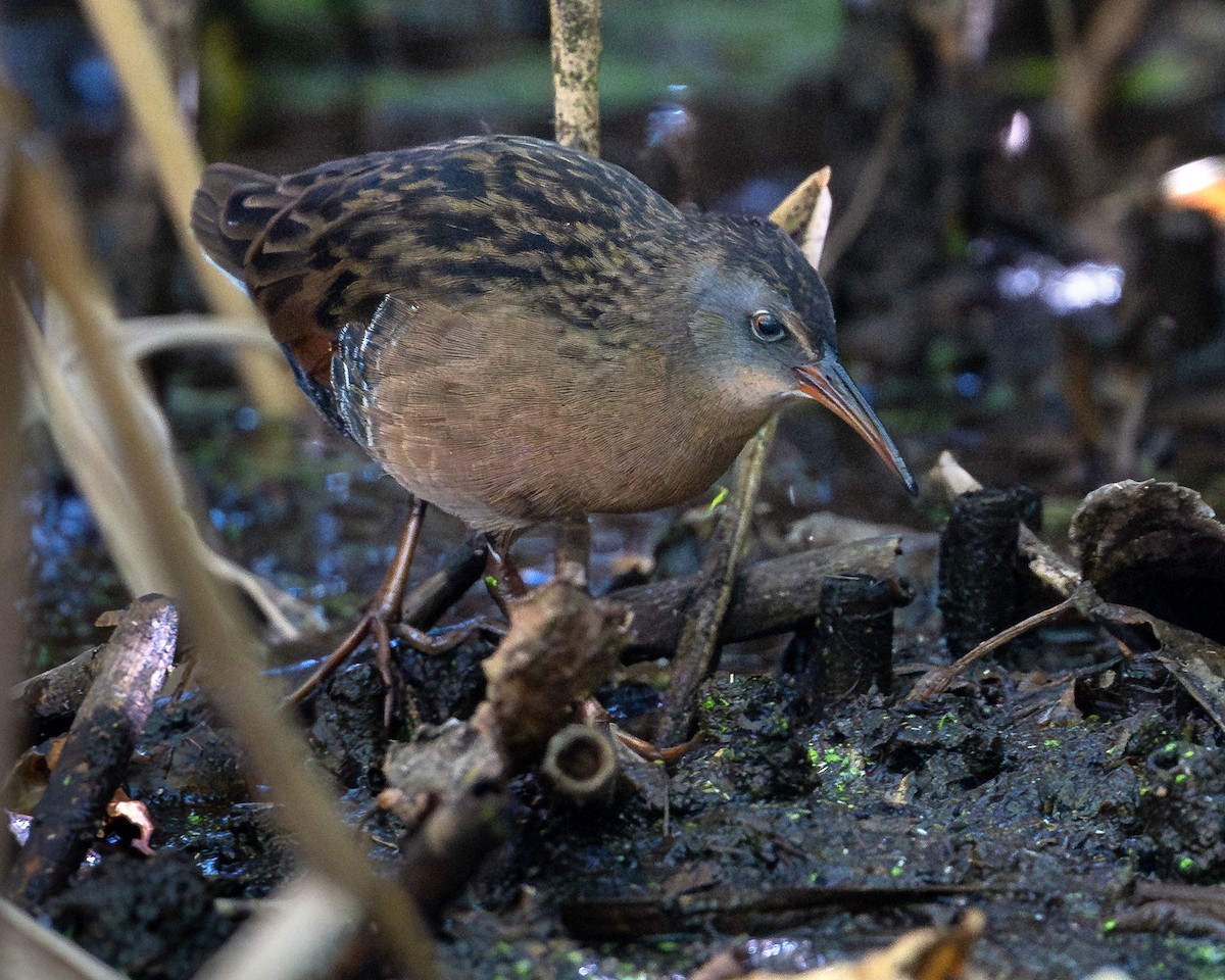 Virginia Rail - ML642886530