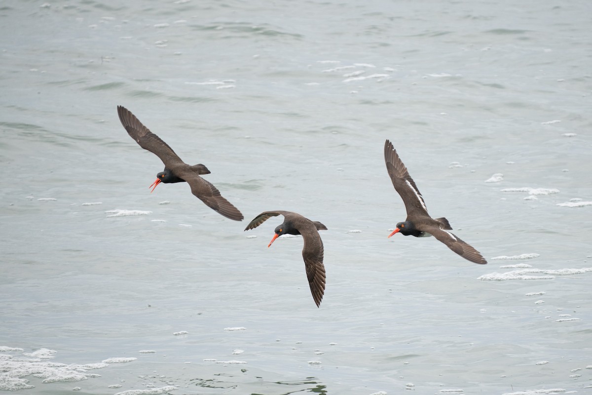 Black Oystercatcher - ML642886533