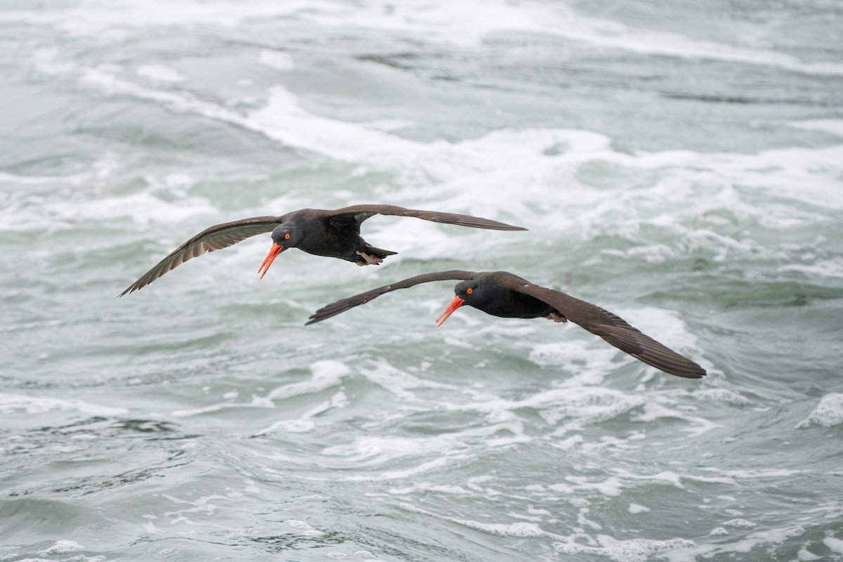Black Oystercatcher - ML642886534