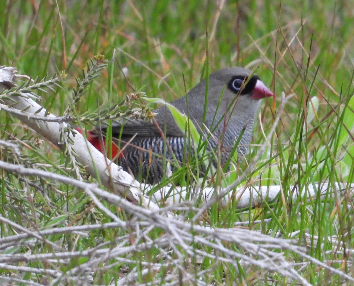 Beautiful Firetail - ML642886535