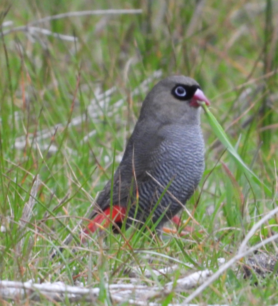Beautiful Firetail - ML642886536