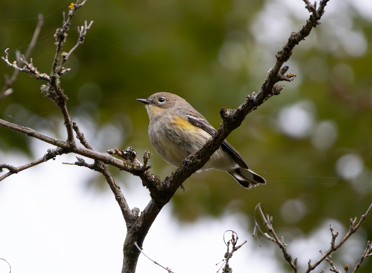 Yellow-rumped Warbler (Audubon's) - ML642886537