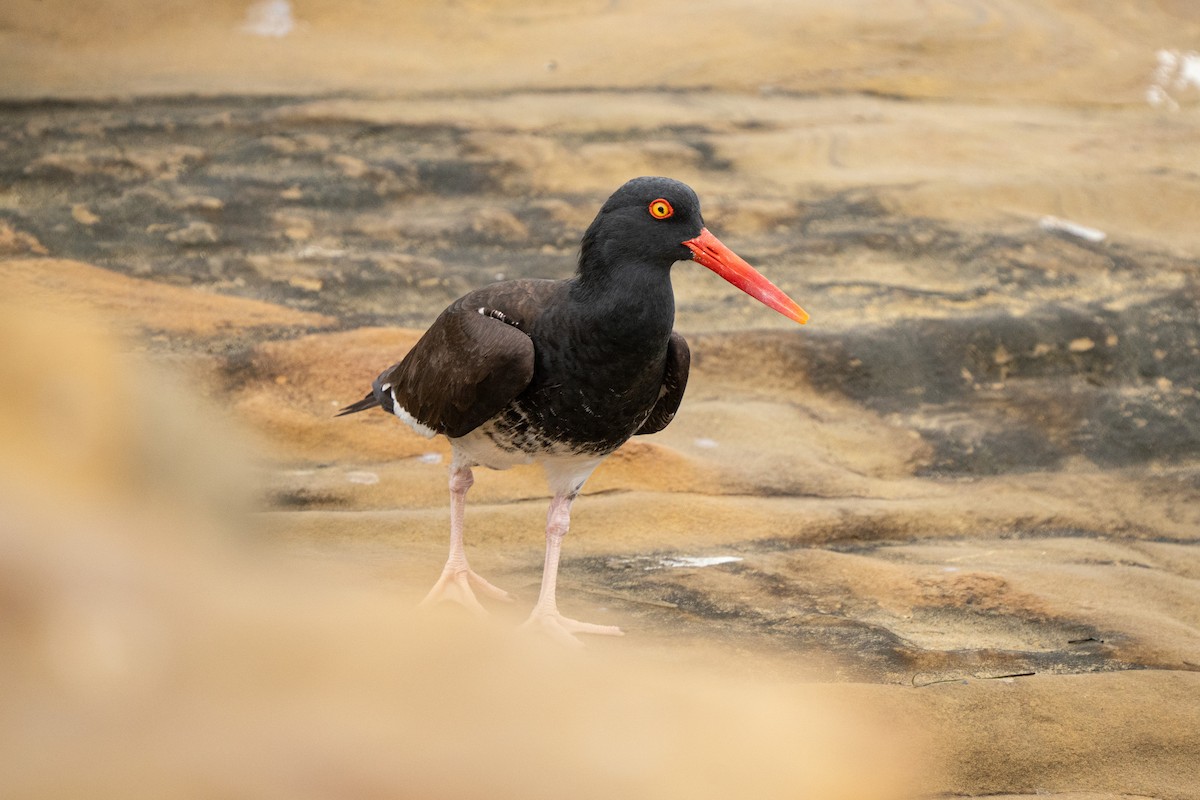 Black Oystercatcher - ML642886538