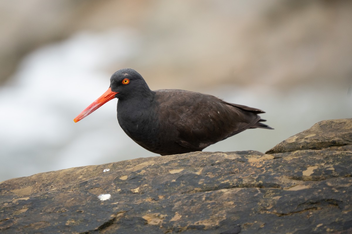 Black Oystercatcher - ML642886539