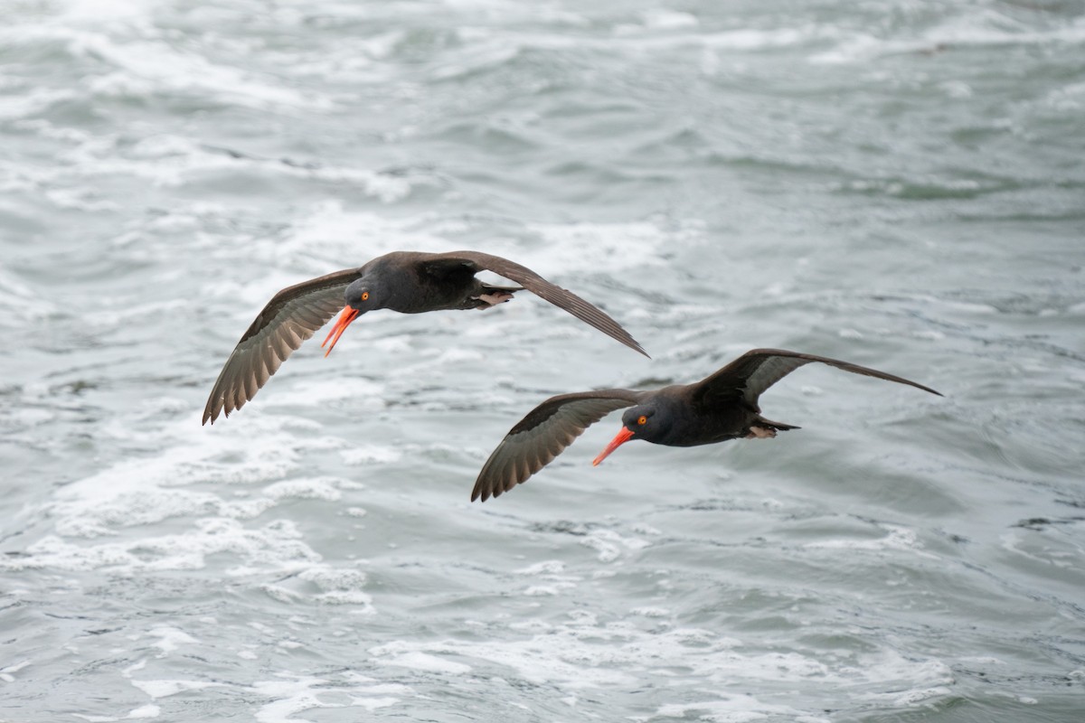 Black Oystercatcher - ML642886541