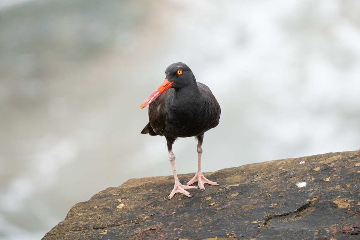 Black Oystercatcher - ML642886543