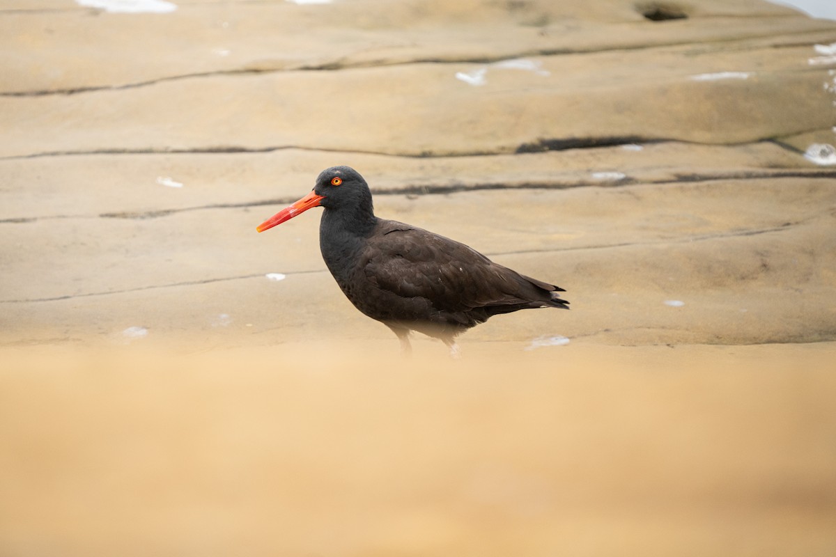 Black Oystercatcher - ML642886546