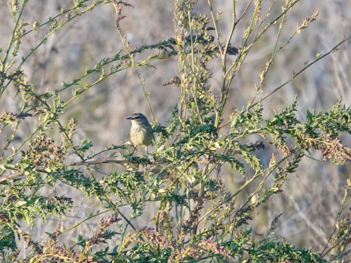 Palm Warbler - ML642886547