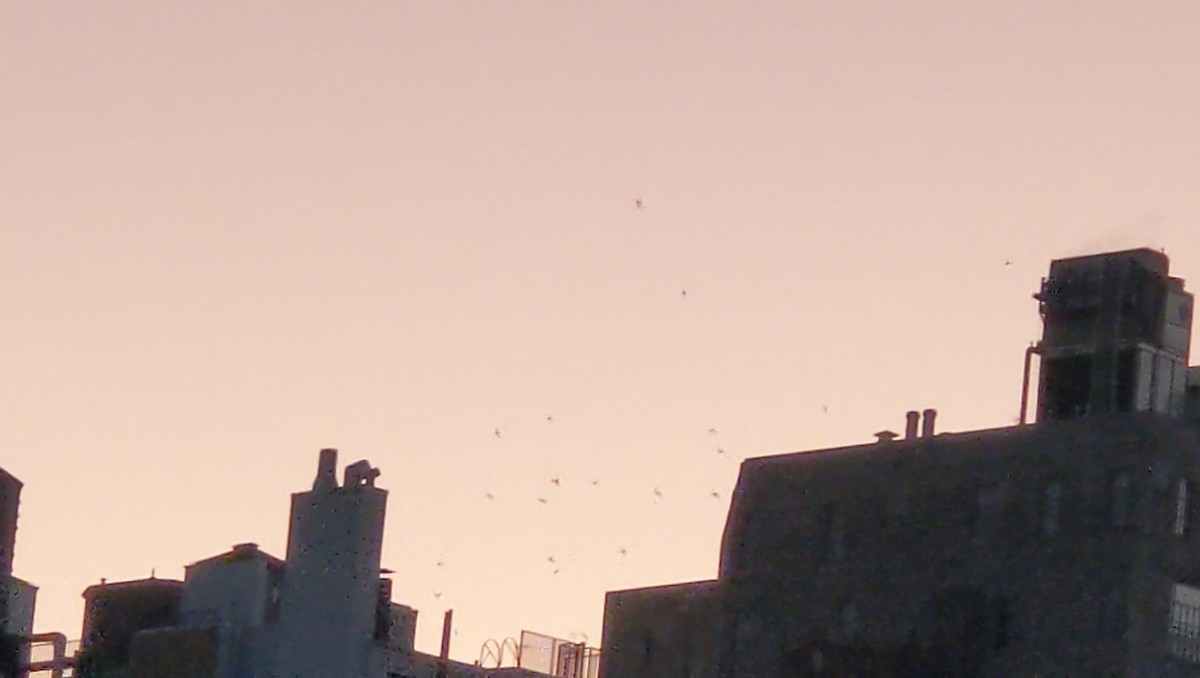 Chimney Swift - ML642886553