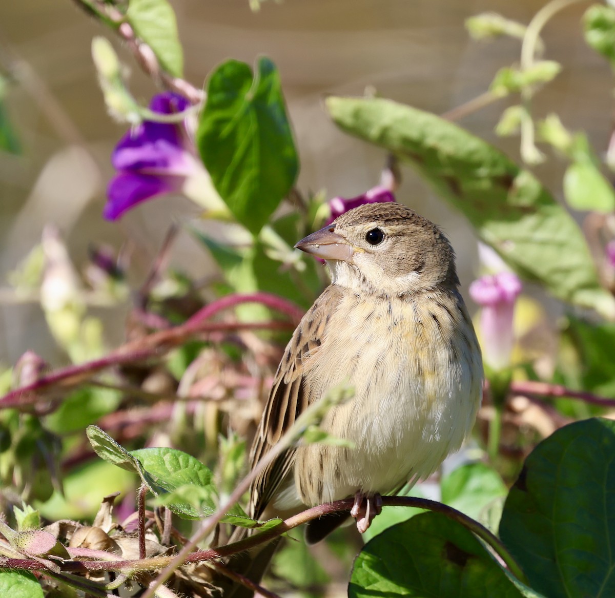 Dickcissel - ML642886566