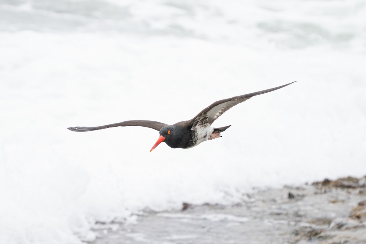 American x Black Oystercatcher (hybrid) - ML642886567