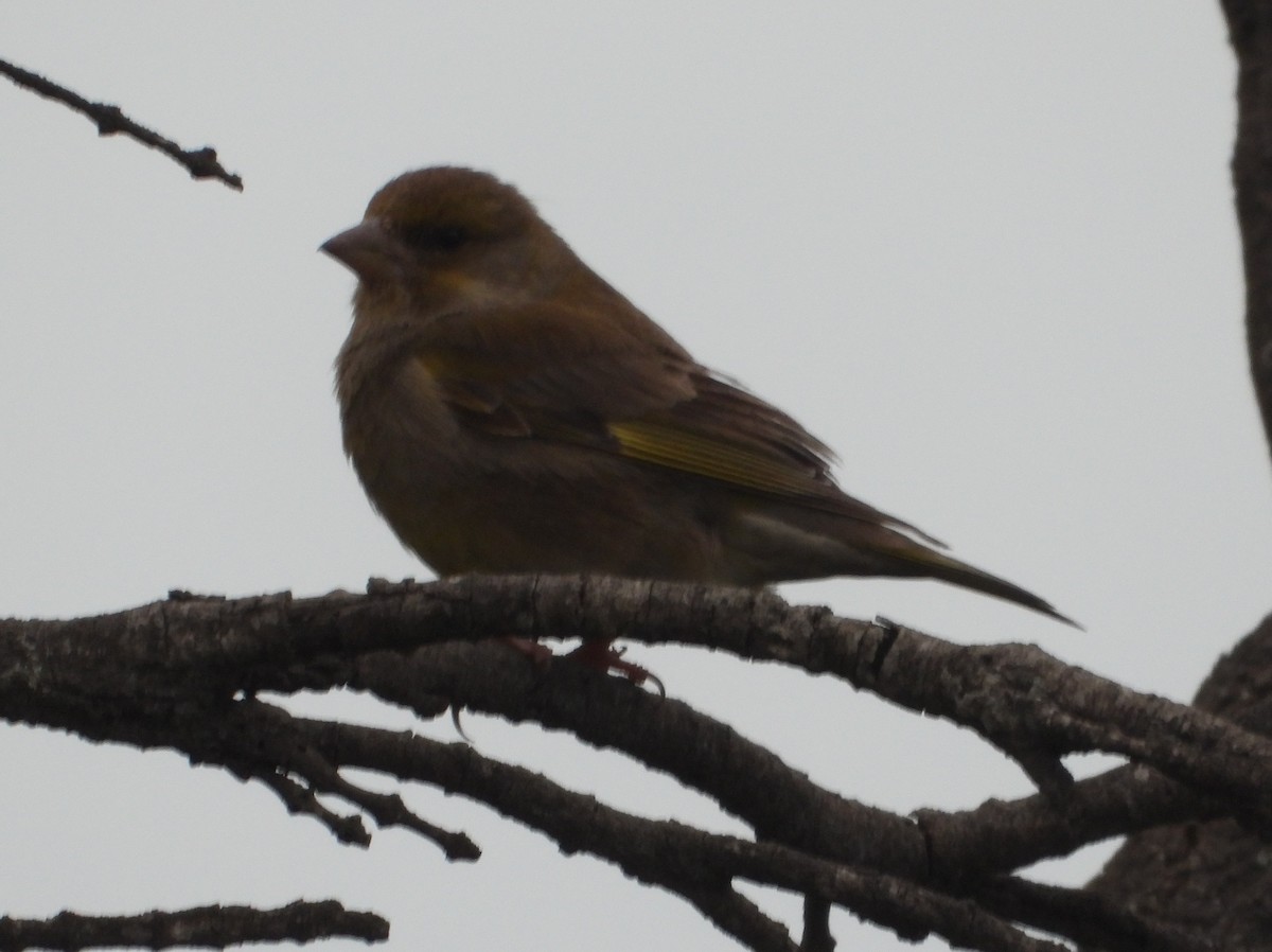 European Greenfinch - ML642886574
