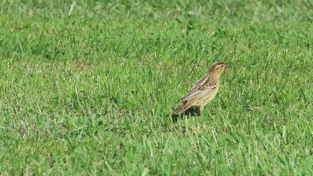 bobolink - ML642886577